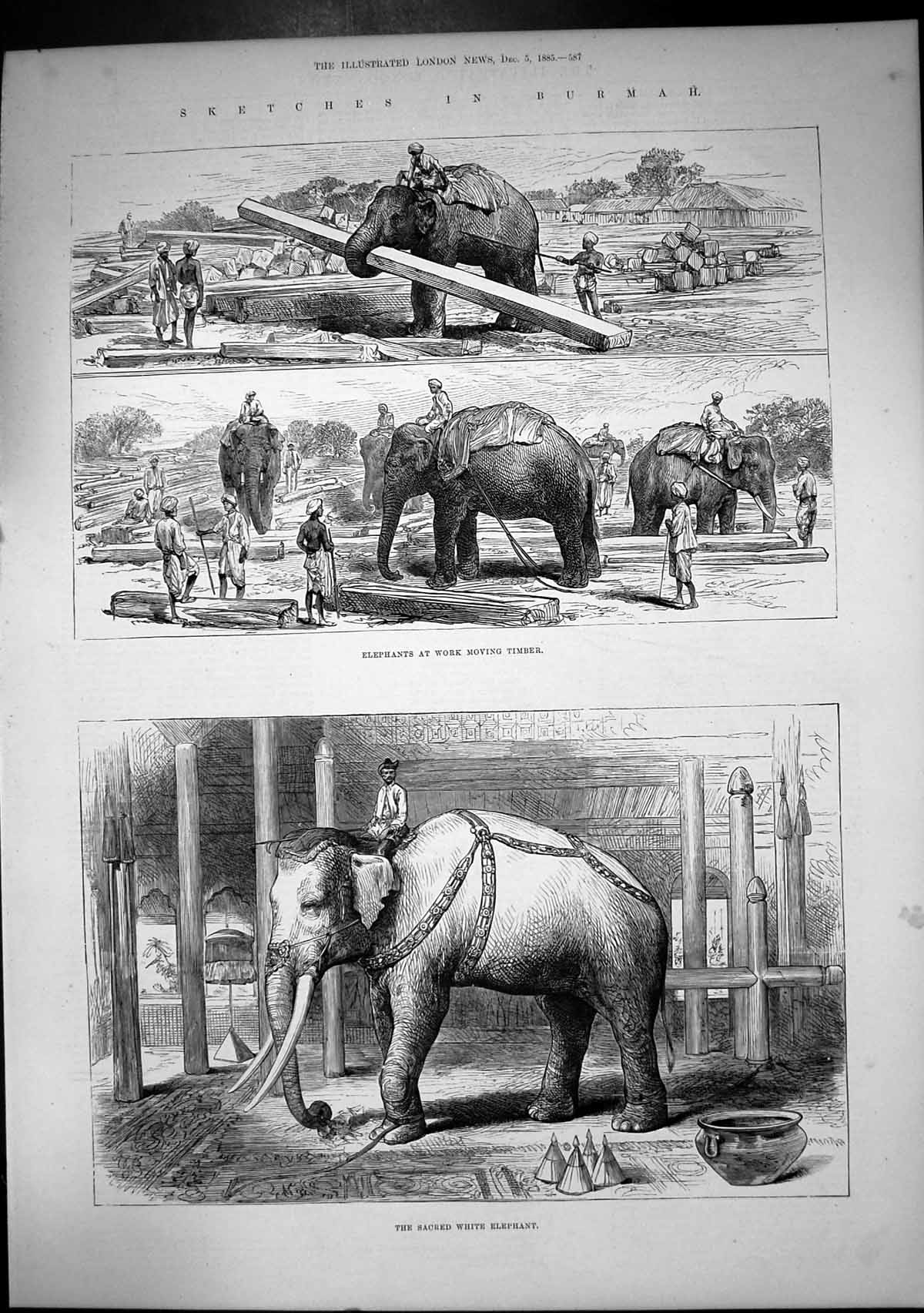 Old Print Burmah Elephants Work Moving Timber Sacred White Elephant 1885 19th