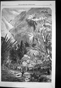 Antique Print Cattle On Way Tamatave Madagascar Crossing River Natives 1864