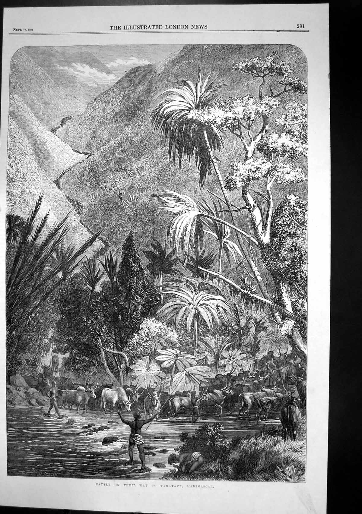 Antique Print Cattle On Way Tamatave Madagascar Crossing River Natives 1864