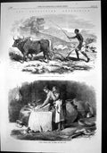 Antique Print Abyssinian Expedition Woman Grinding Corn Ploughing Oxen 1868