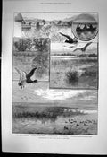 Original Old Antique Print Duck Shooting Long Point Island Lake Erie 1889 19th