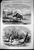 Old Antique Print Moose Hunting Canada Bull Moose Feeding Shooting 1858 19th