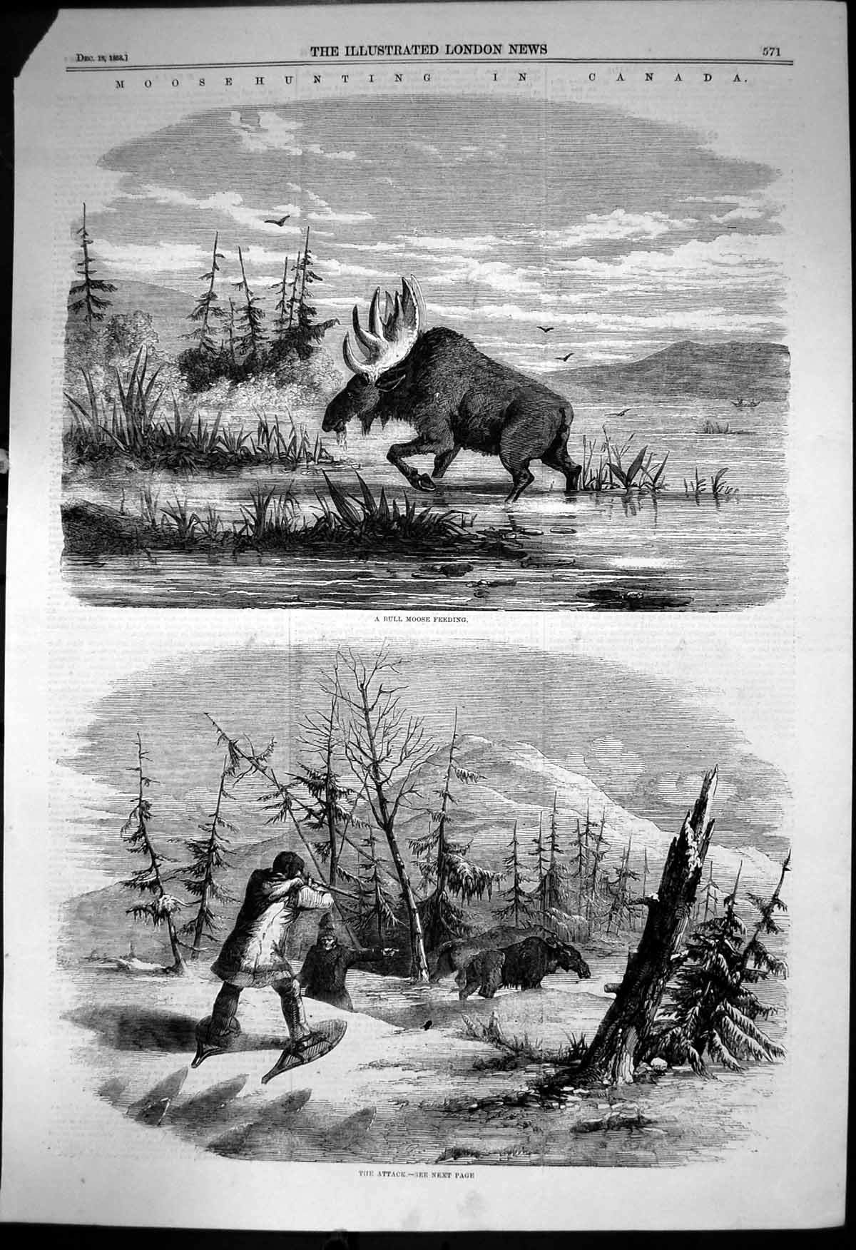 Old Antique Print Moose Hunting Canada Bull Moose Feeding Shooting 1858 19th