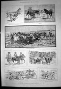 Old Print South Australian Horse Breeding Station Breaking In Buyers1887 19th