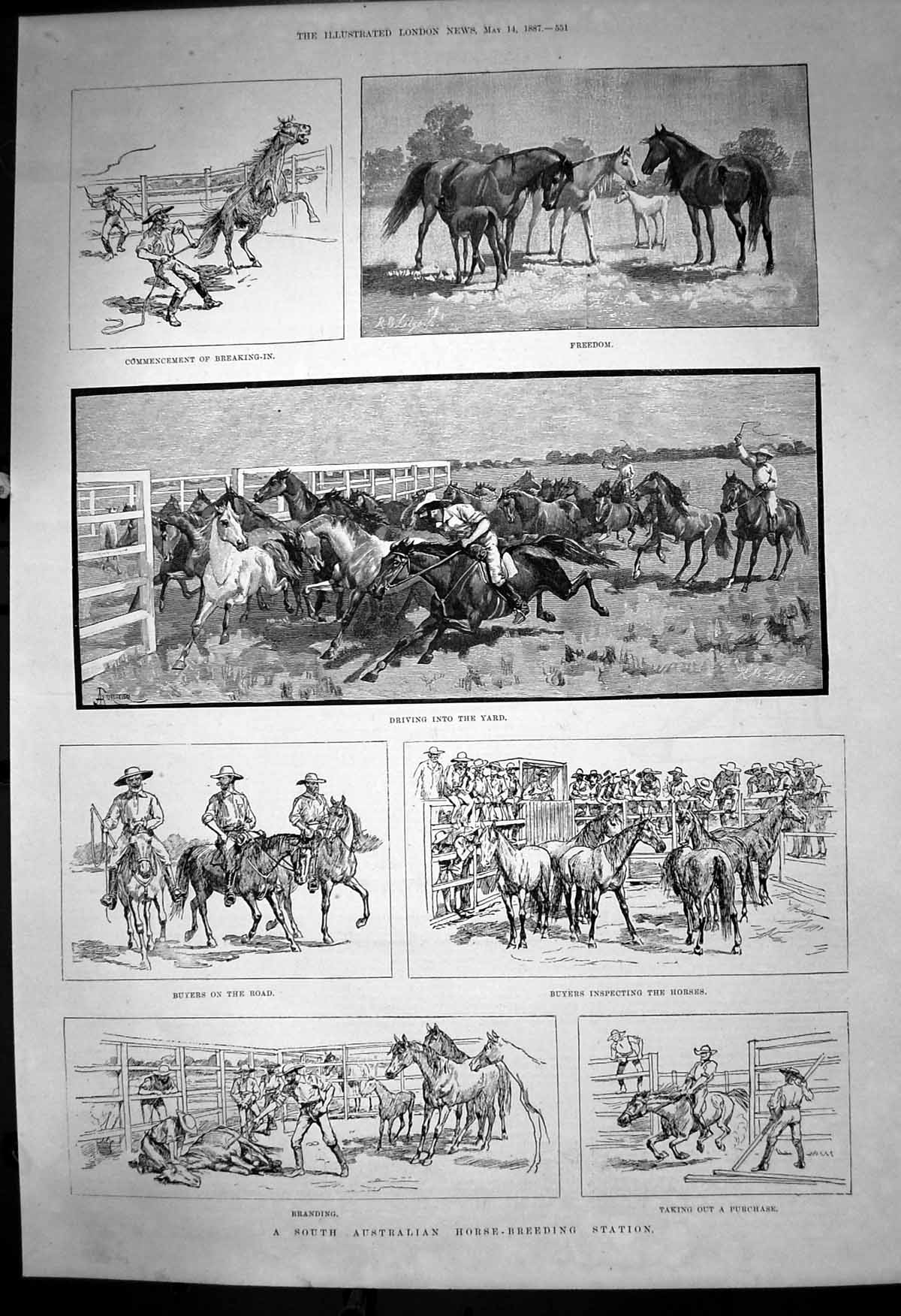 Old Print South Australian Horse Breeding Station Breaking In Buyers1887 19th