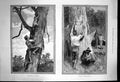 Original Old Antique Print Bear Hunting Australia Hanging Up Skins To Dry 1889