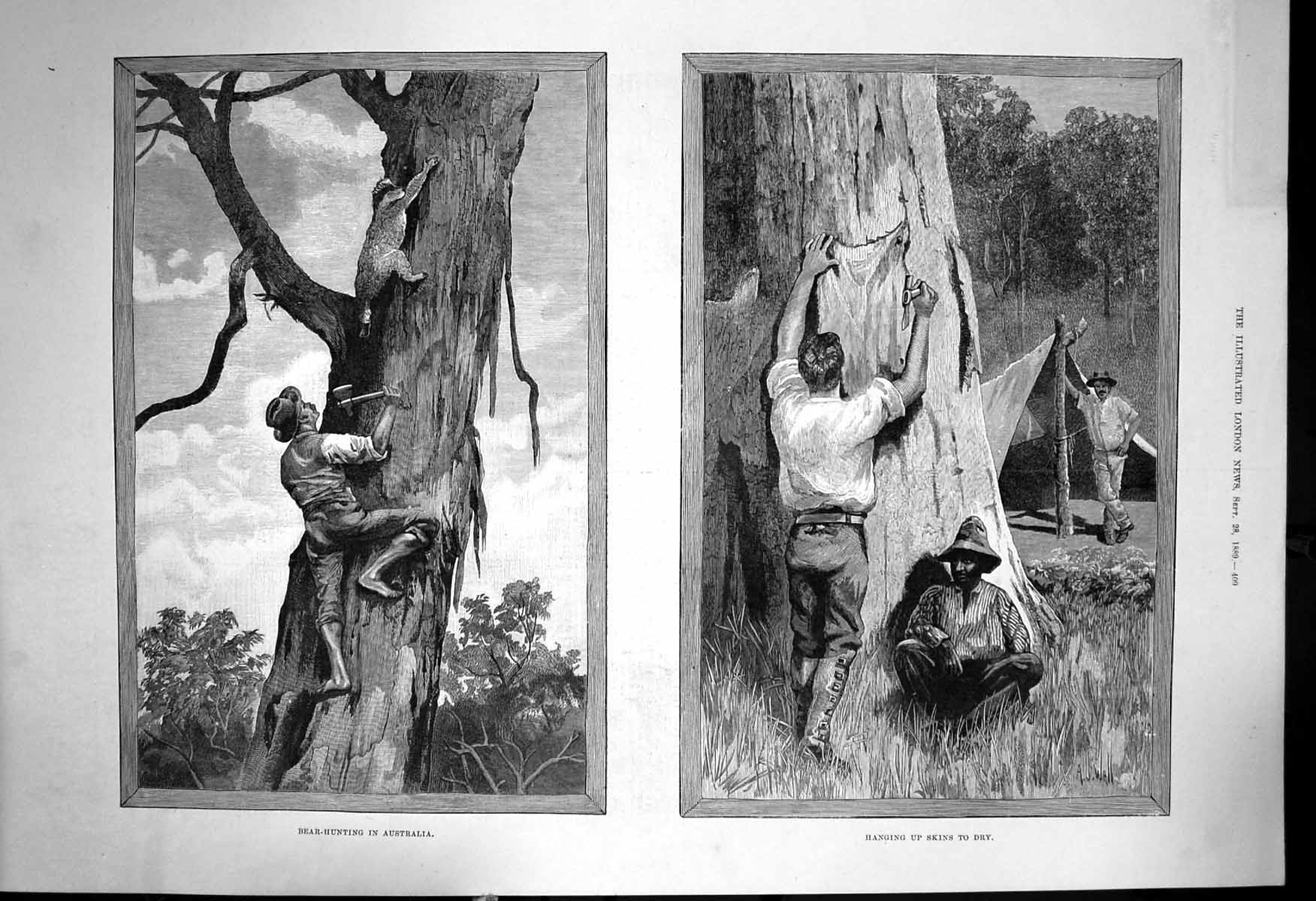 Original Old Antique Print Bear Hunting Australia Hanging Up Skins To Dry 1889