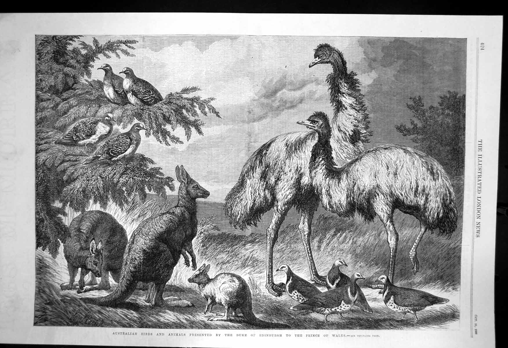 Antique Old Print Australian Birds Animals Duke Edinburgh Prince Wales 1868