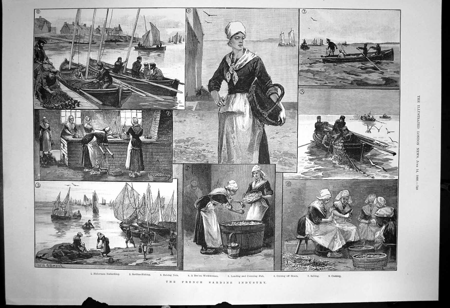Antique Old Print French Sardine Industry Breton Woman Landing Counting1890