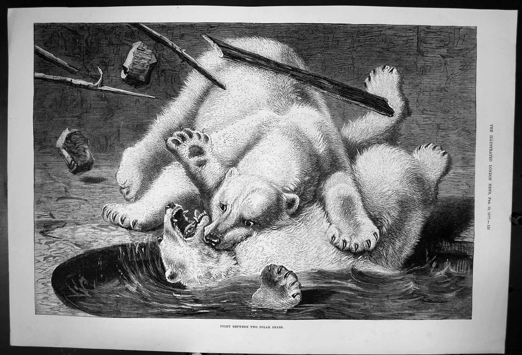 Original Old Antique Print Fight Between Two Polar Bears Sketch 1877 Victorian
