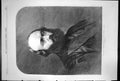 Antique Old Print The Marquis Salisbury The Chancellor University Oxford 1870
