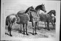 Antique Old Print Prize Horses At Horse Show Agricultural Hall Islington 1870