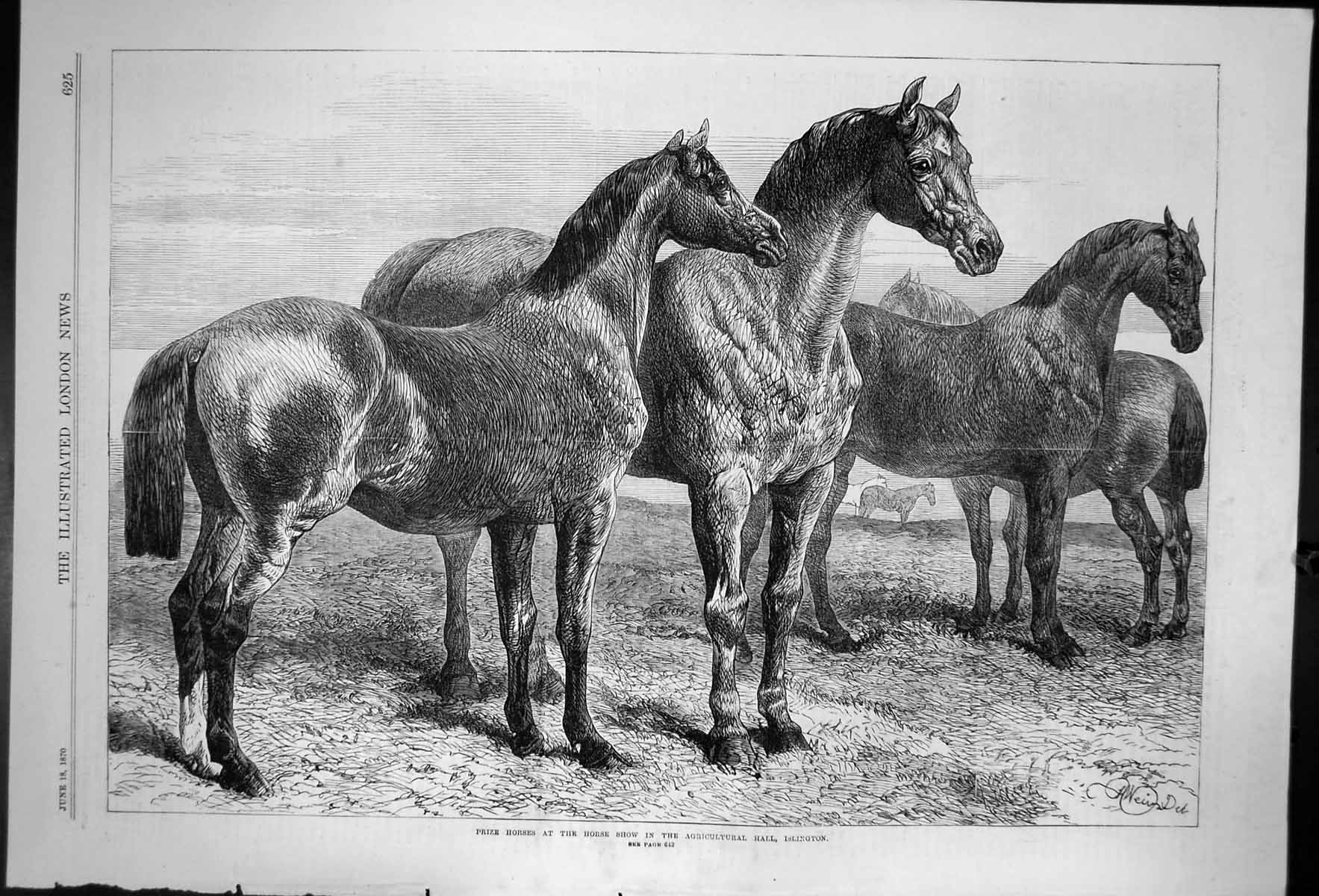Antique Old Print Prize Horses At Horse Show Agricultural Hall Islington 1870