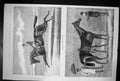 Antique Old Print Galopin Winner Derby Spinaway Winner The Oaks Horses 1875
