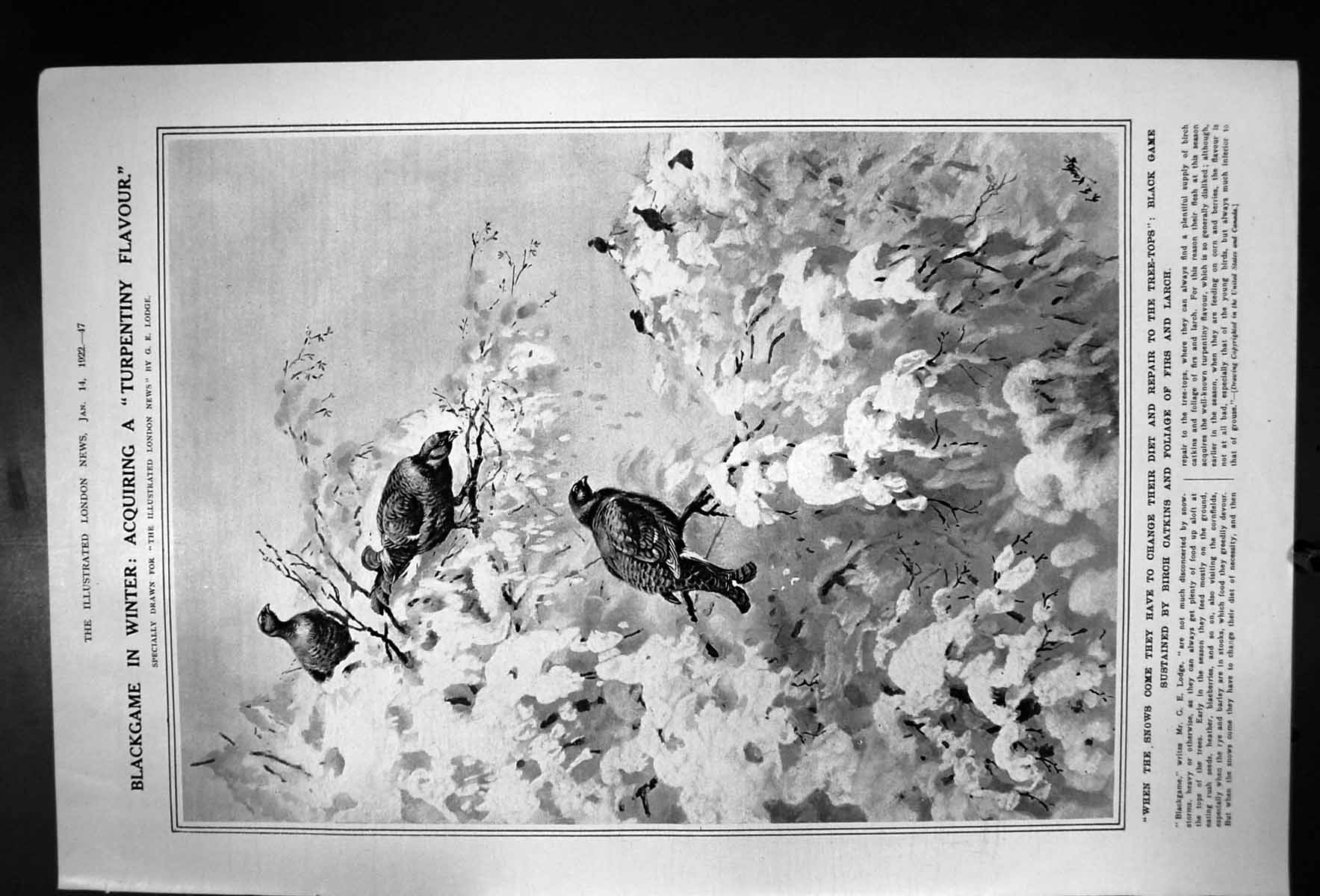 Old Print Blackgame In Winter Acquiring A Turpentiny Flavour Catkins 1922 20th