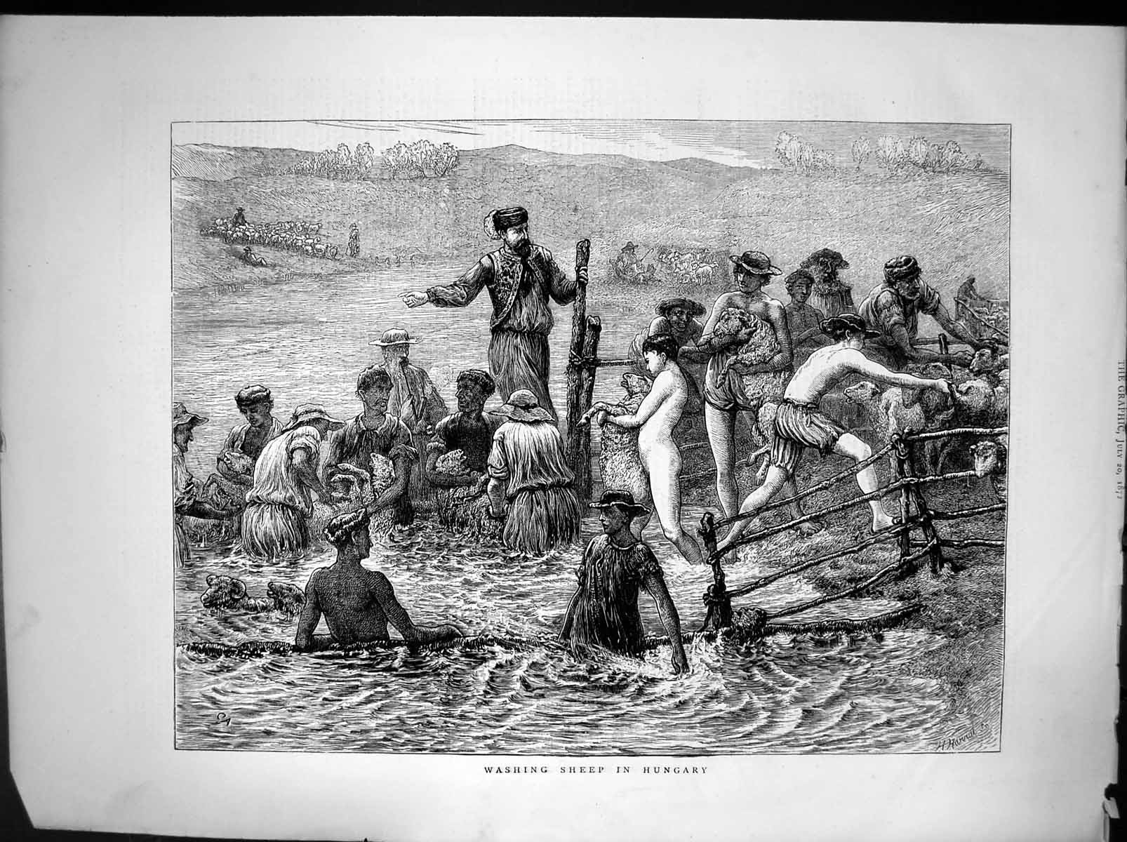 Original Old Antique Print Washing Sheep Hungary 1872 19th Century
