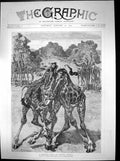 Old Antique Print Desert Duel South Africa Giraffes Fighting W Small 1892 19th