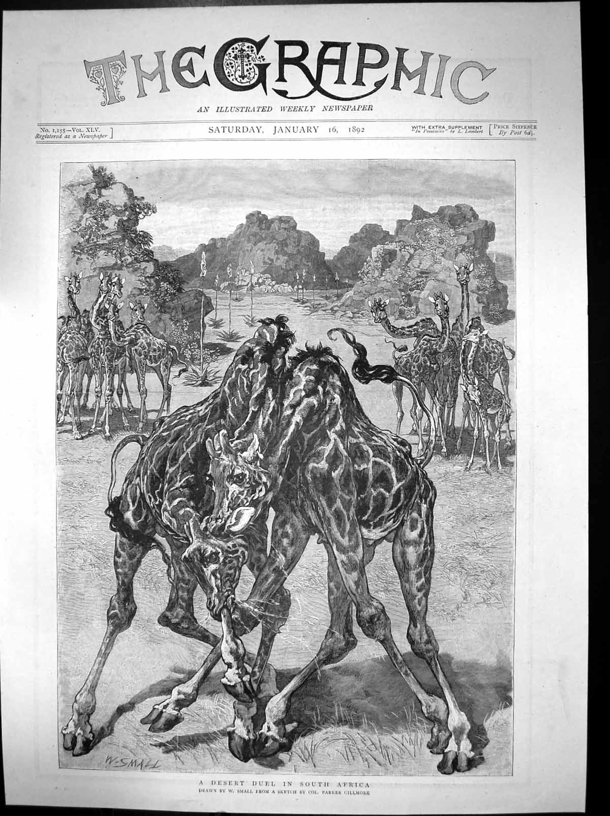 Old Antique Print Desert Duel South Africa Giraffes Fighting W Small 1892 19th