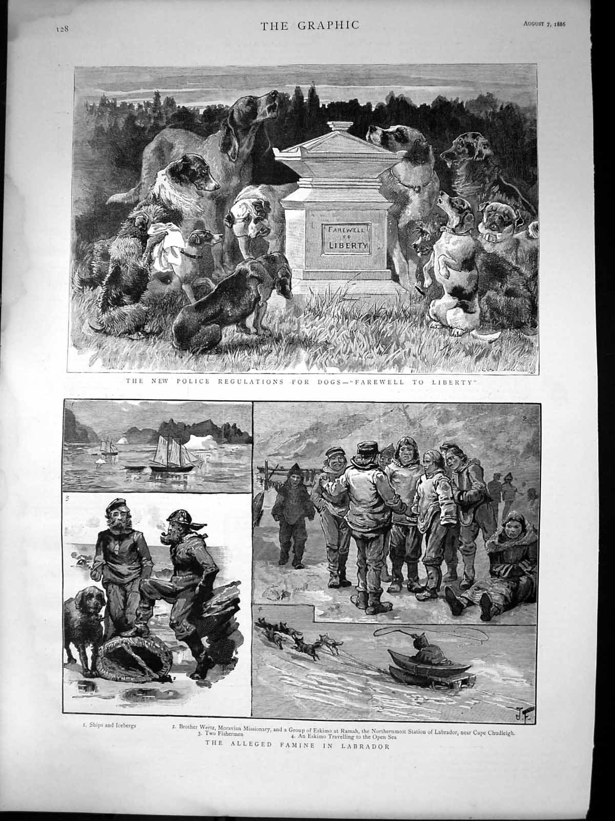 Antique Old Print Alleged Famine Labrador New Police Regulations Dogs 1886 19th