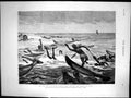 Old On Way To India Somali Boys Diving For Money At Aden Sketch 1875 Victorian