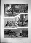 Antique Old Print A Leopard Hunt In Upper Burma Attack Terrier Trap Set 1889