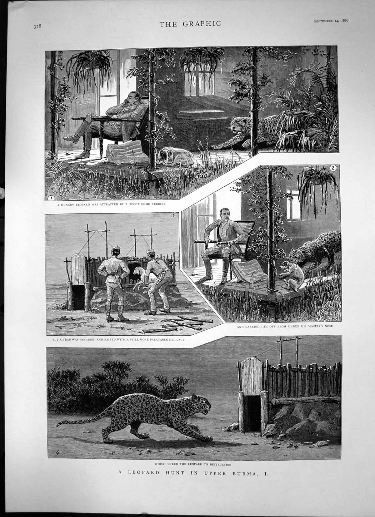 Antique Old Print A Leopard Hunt In Upper Burma Attack Terrier Trap Set 1889