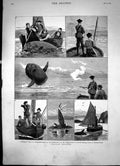 Old Sun-Fish Shooting Securing Take Getting In Range Coup Grace 1883 Victorian
