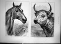Old Print Two Sketches Lord Cardigans Balaclava Charger & Wild Bull 1872 19th