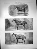 Old Antique Print Metropolitan Horse Show Mr Kings Tommy Prizewinner 1870 19th