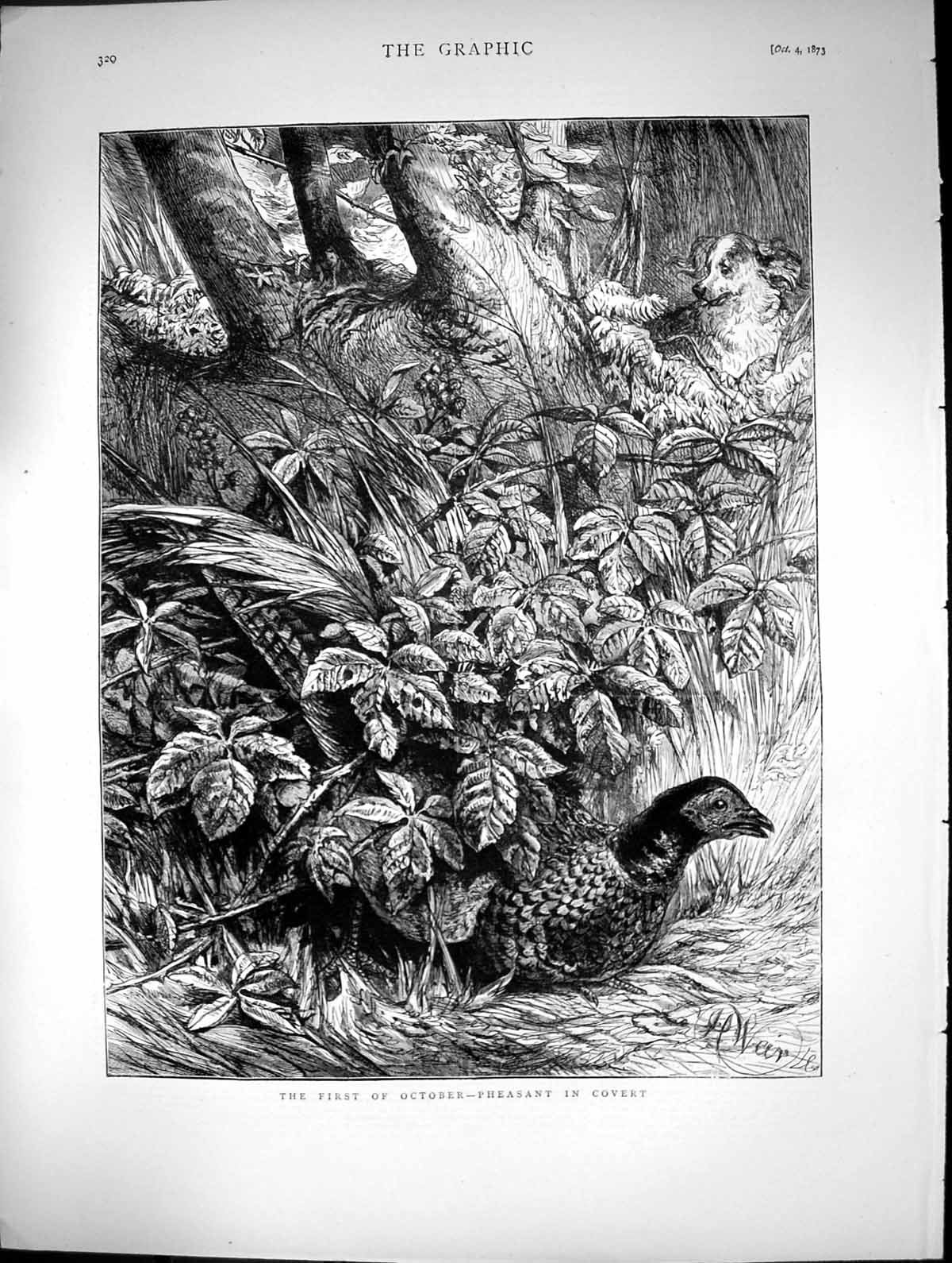 Original Old Antique Print October Pheasant In Covert Tree Leaves Dog 1873 19th