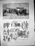 Antique Print Smithfield Club Cattleshow Agricultural Hall Queenscattle1889