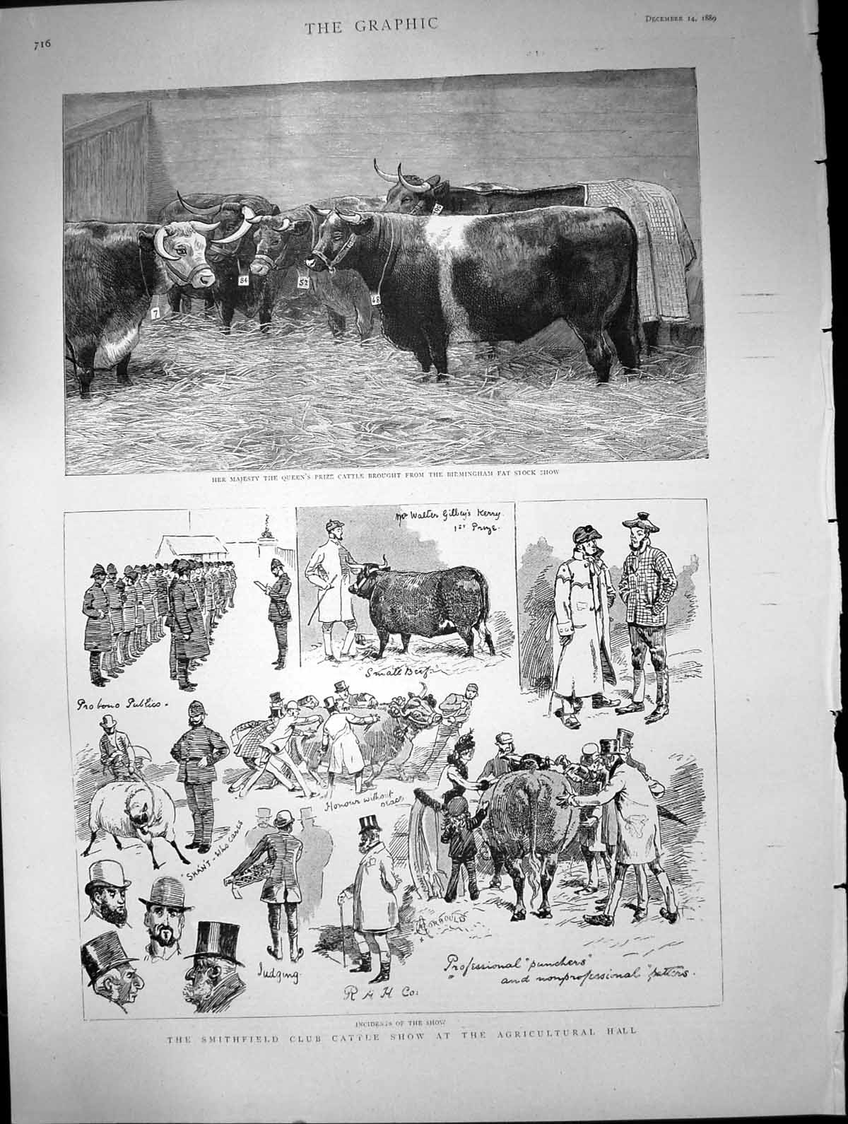 Antique Print Smithfield Club Cattleshow Agricultural Hall Queenscattle1889