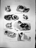 Original Old Antique Print 1889 Story Clever Terrier'S Stratagem Dogs Bimbo