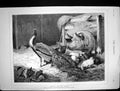 Old 1878 Beauty And Beast Farmyard Scene Pigs Peacock Bird Burton Bar Victorian