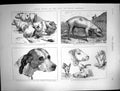 Old 1873 Cows Bulls French Dog Pointer Boar Sheep Edwin Landseer Art Victorian
