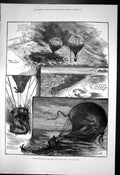 Old Print International Balloon Race From Crystal Palace Isle Wight 1880 19th