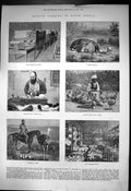 Old Print Ostrich Farming South Africa Incubating Room Feather Room 1878 19th