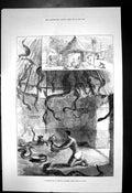 Antique Old Print Snake House Whydah Dahomey West Coast Africa Exterior 1876