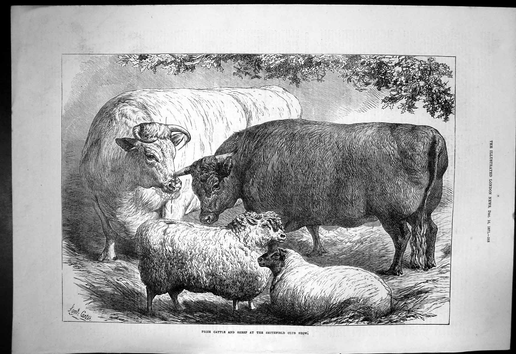 Old Print Prize Cattle Sheep Smithfield Club Show Agricultural Hall 1871 19th