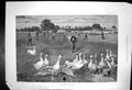 Antique Old Print Well Stopped W Weekes Geese Stop Ball Cricket Match 1882 19th