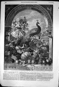 Original Old Antique Print HarGeorge Lance Royal Academy Peacock Peaches 1855