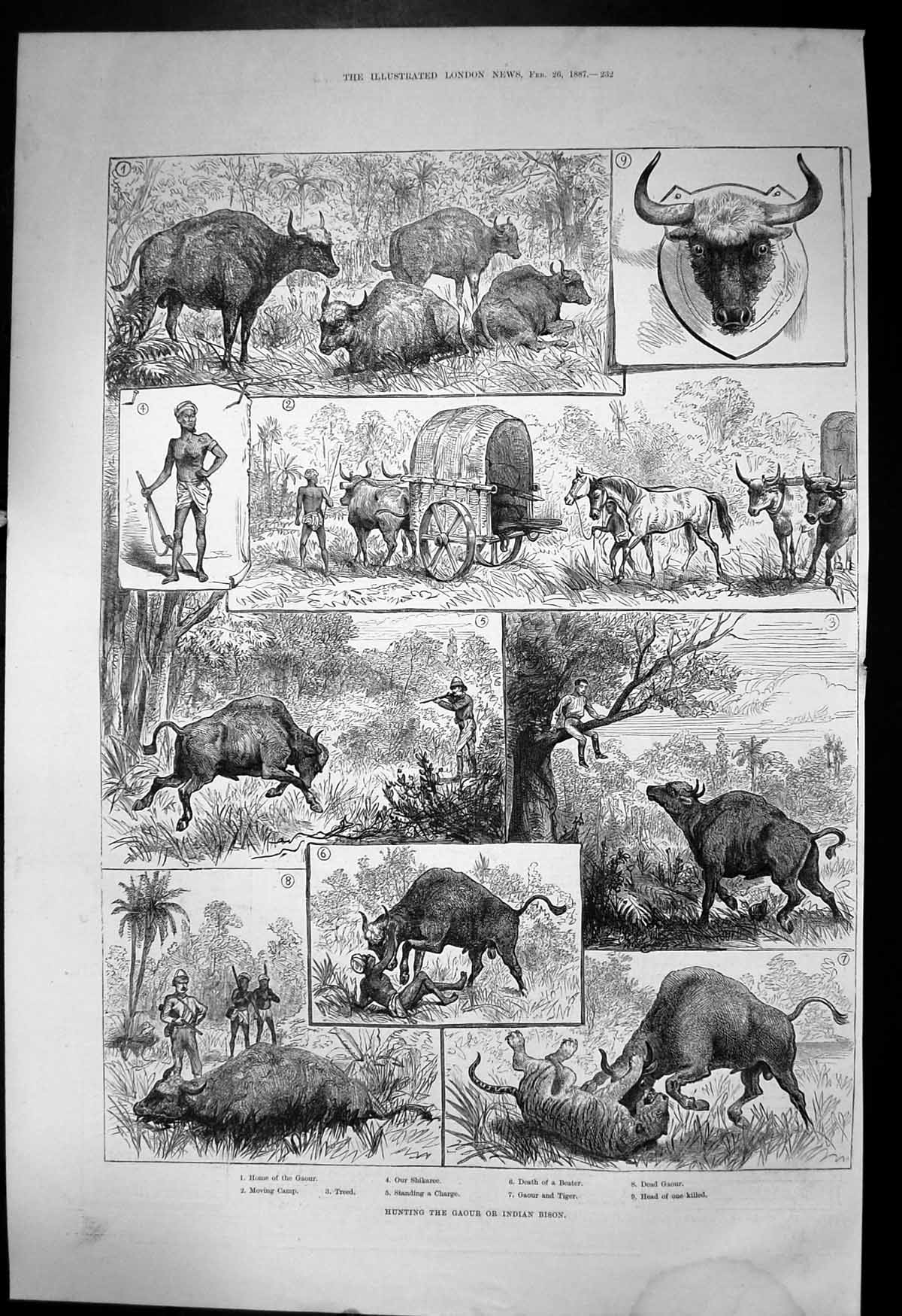 Antique Old Print Hunting Gaour Indian Bison Tiger Shikaree Death Beater 1887