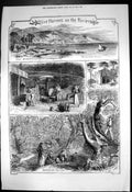 Old Olive Harvest Riviera Coast Villa Franca Bordechera Oil Mill 1874 Victorian