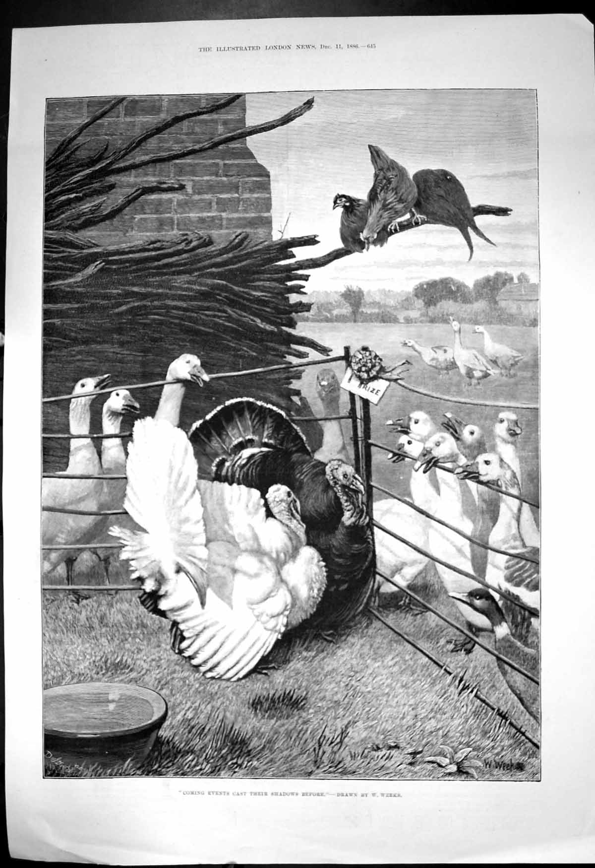 Old Coming Events Cast Their Shadows Before W Weeks Prize Turkeys 188 Victorian