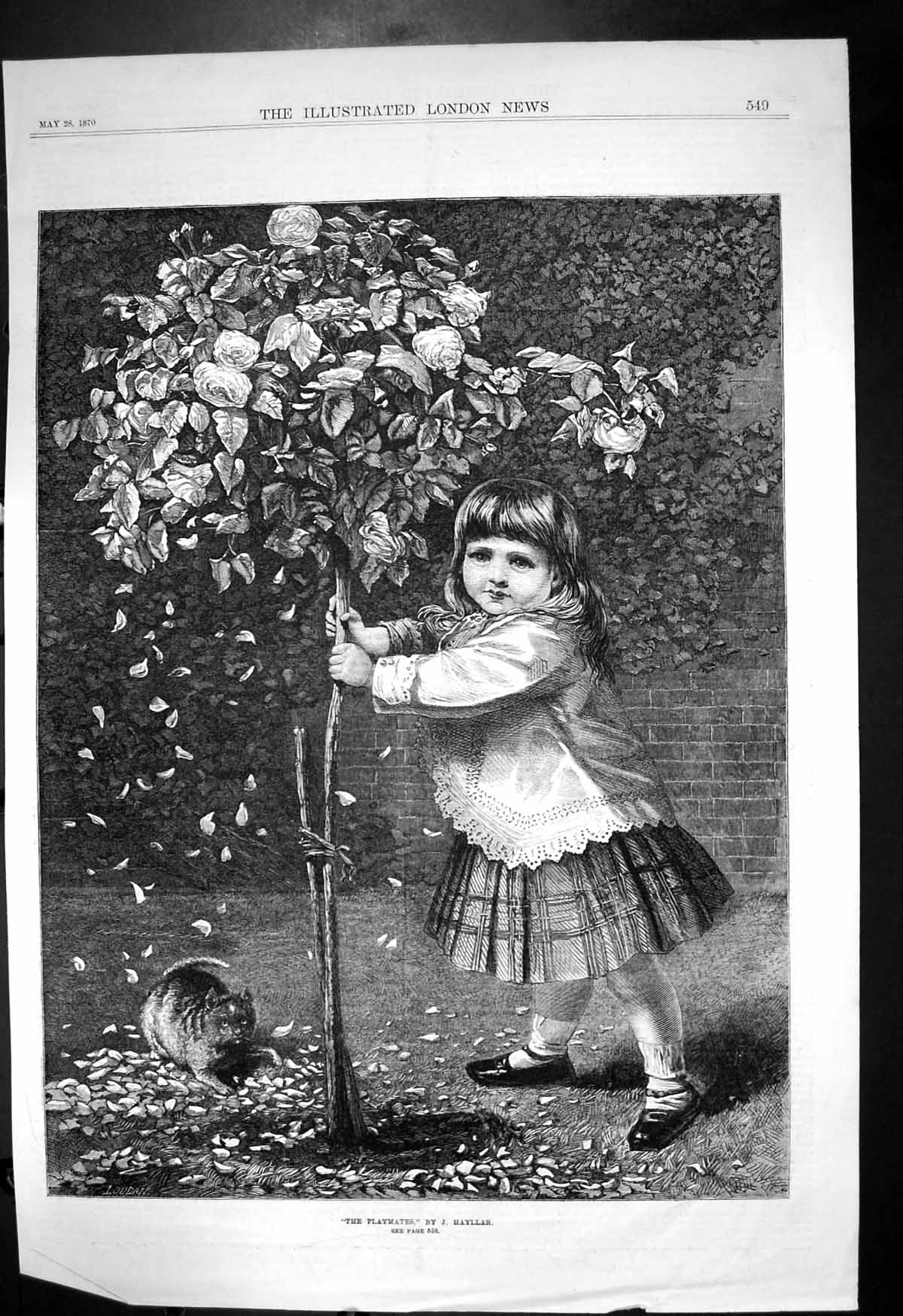 Antique Old Print Playmates J Hayllar Small Girl Kitten Rose Bush Petals 1870