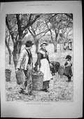 Old Antique Print Agricultural Scene November Apple Harvest Baskets 1886 19th
