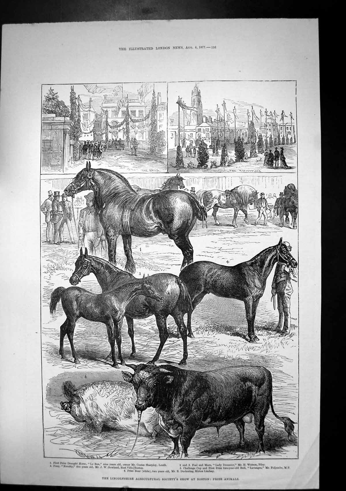 Antique Old Print Agricultural Show Lincolnshire Boston Prize Animals 1877 19th