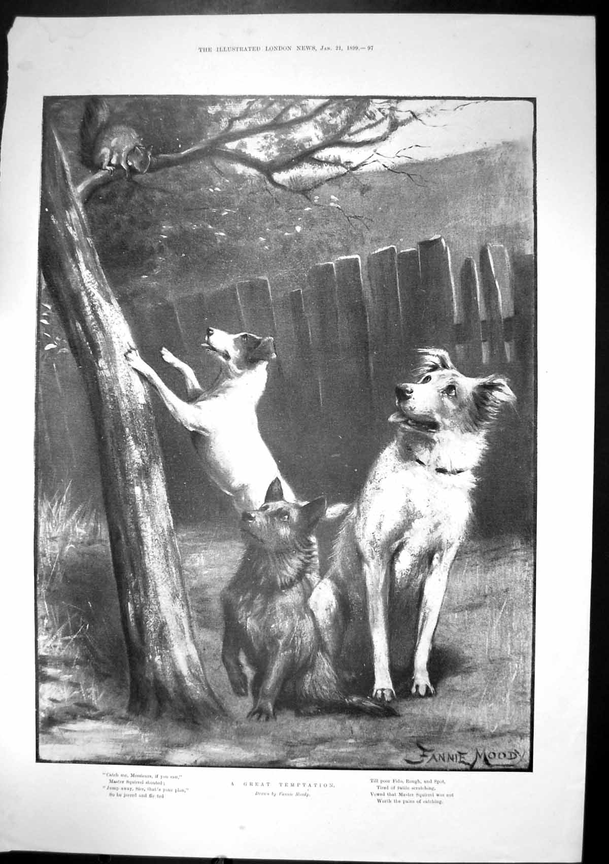 Old Antique Print Great Temptation Fannie Moody Squirrel Tree Dogs 1899 19th