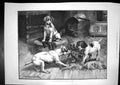 Antique Old Print Bout With Gloves St Dadd Dogs Pulling Glove In Mouths 1885
