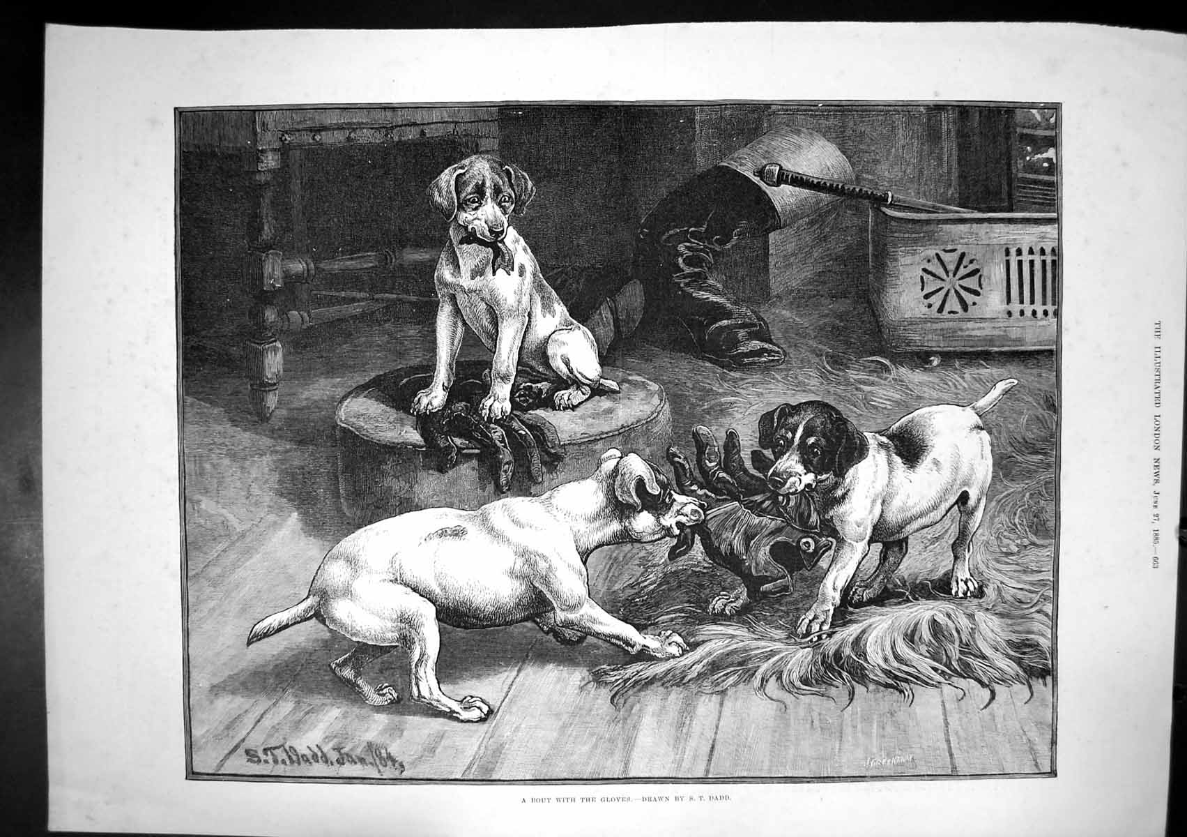 Antique Old Print Bout With Gloves St Dadd Dogs Pulling Glove In Mouths 1885